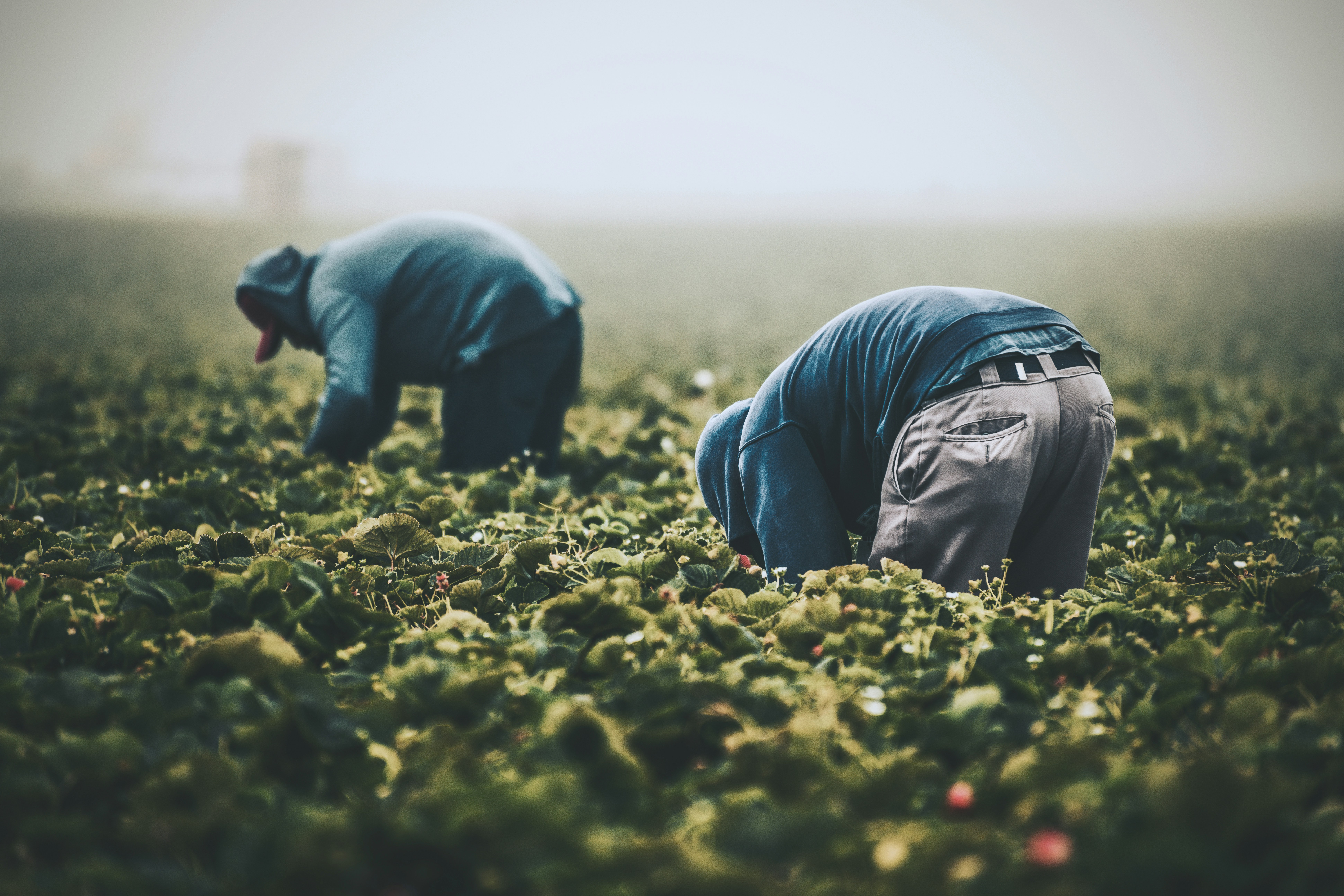 Agriculture Workers